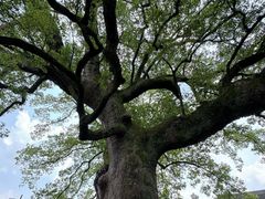 -新安江山水画廊风景区