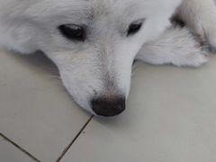 -怪兽屋·羊驼·猫咖·狗咖(俊华广场店)