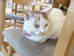 -猫的天空之城概念书店(丽江古城饮玉巷店)