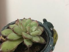 -南汇花鸟市场(上海浦东新花卉店)