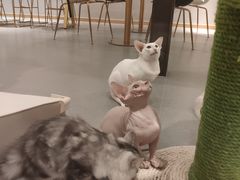 -飞行喵MR PILOT|猫舍·猫咖(静安大融城店)