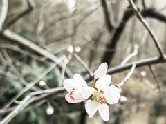 -国家植物园
