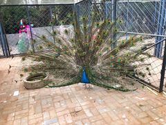 -长白岛森林公园