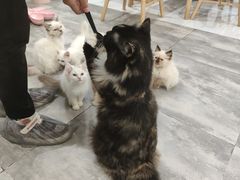 -楼上猫咖(罗湖店)