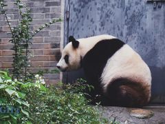 -都江堰中华大熊猫苑