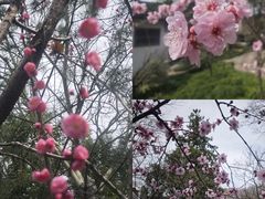 -秋霞圃