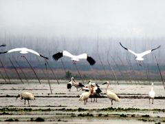 -湖南东洞庭湖国家级自然保护区