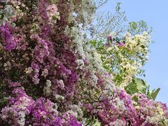 -深圳国际园林花卉博览园