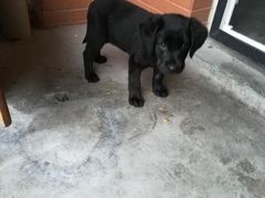 -仁华宠物医院(青羊店)