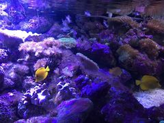 -悉尼海洋生物水族馆