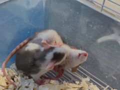 -萌兽医馆·眼科·异宠专科(三里屯店)