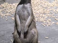 -绿色星球动物主题公园