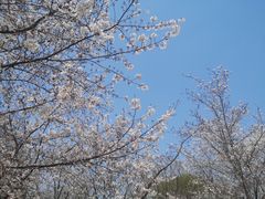 -顾村公园