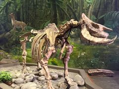 -陕西自然博物馆