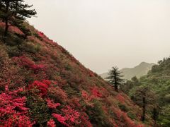 -木兰云雾山