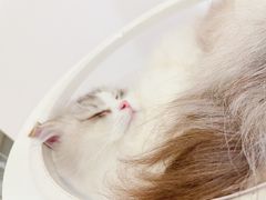 -猫域·湾主题猫咖·宠物吧(南坪城市广场店)