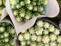 -双季花艺园艺市场(浦东店)