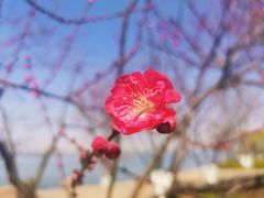 -东湖磨山景区