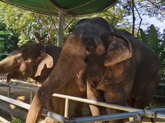 -西双版纳傣族园