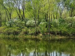 -群力丁香公园