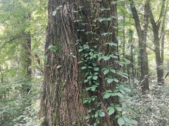 -素山寺森林公园