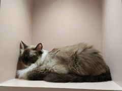 -猫儿山۰猫主题餐厅