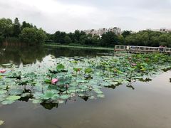 -新江湾城公园