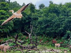-广州长隆野生动物世界