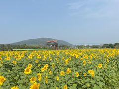 -苏州太湖西山岛开心农场
