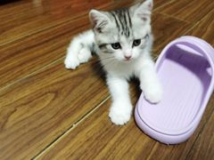 -欣宠猫屋·矮脚拿破仑·蓝金金渐层