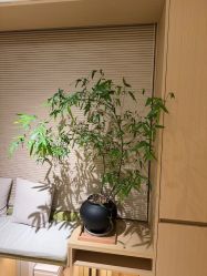 -Dr.林醫生产后修复·配方产康(南京江宁万达店)