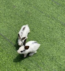 -萌宠亲子动物乐园(槐房万达店)