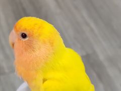 -得心斋(国瑞升平里店)