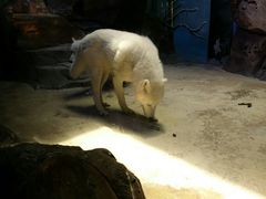 -芜湖新华联大白鲸海洋公园