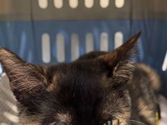-伟伟宠物医院·CT影像中心·瑞派犬猫综合性门诊(汉口总院)