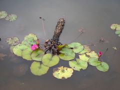 -中国科学院西双版纳热带植物园