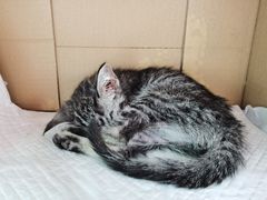 -萌兽医馆·犬猫专科·眼科中心·宠物医院(朝阳门分院)
