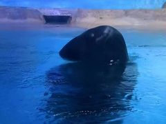 -海合安青岛极地海洋公园