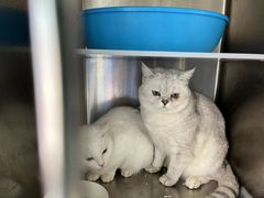 -宠颐生宠物医院·骨外科·犬猫全科诊疗中心(池州店)