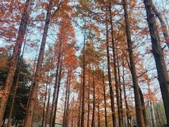 -白水寺森林公园