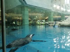 -帝企鹅自助餐厅•儿童岛•真企鹅(长隆企鹅酒店)