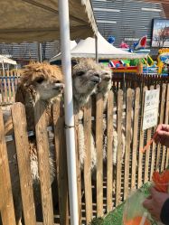 -萌宠亲子动物乐园(槐房万达店)