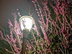 -南京钟山宾馆(江苏省会议中心)