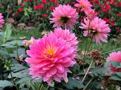 -共青国家森林公园-南大门停车场