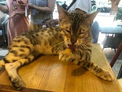 -more than meow吴止猫主题餐厅(承德 中船汇店)