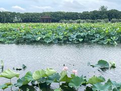 -荷塘月色湿地公园·向阳花洲