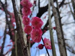 -新建村梅花