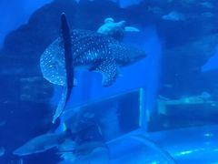 -成都浩海立方海洋公园