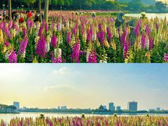 -顺峰山公园