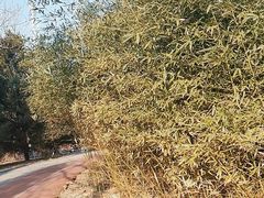 -绿岛公园(滨海新区)